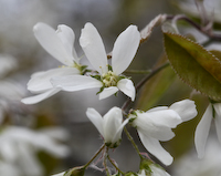 Serviceberry, Downy (Amelanchier arborea) flowers