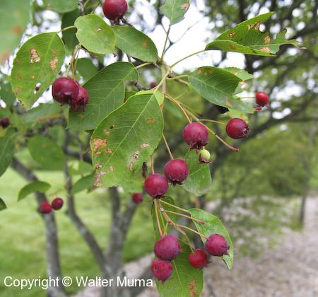 Swamp Serviceberry (Amelanchier canadensis) fruit