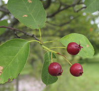 Swamp Serviceberry (Amelanchier canadensis)