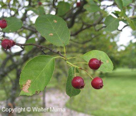 Swamp Serviceberry (Amelanchier canadensis) fruit
