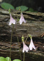 Twinflower (Linnaea borealis) flowers
