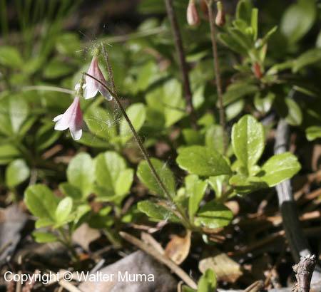 Twinflower (Linnaea borealis)