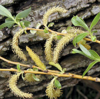 Willow, Black (Salix nigra) flowers