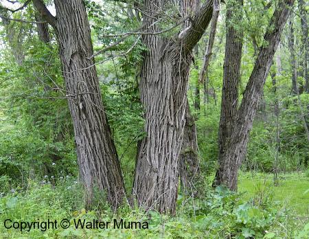 Black Willow (Salix nigra)