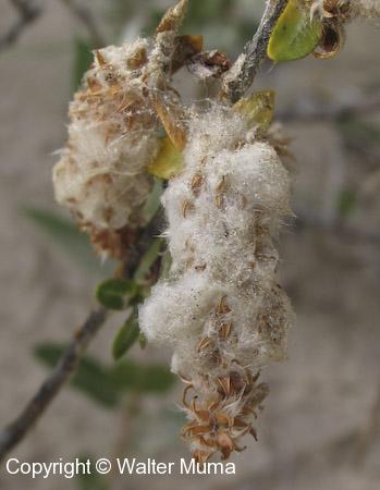 Heart-leaved Willow (Salix cordata)