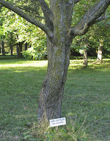 Laurel Willow (Salix pentandra)