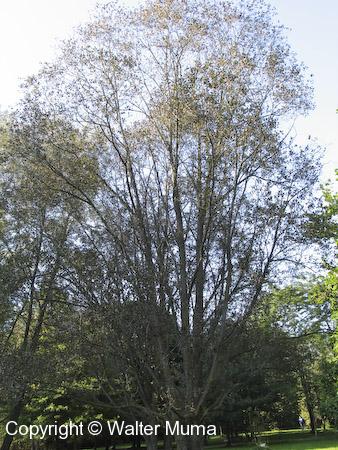 Laurel Willow (Salix pentandra)