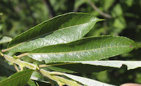 Prairie Willow (Salix humilis)