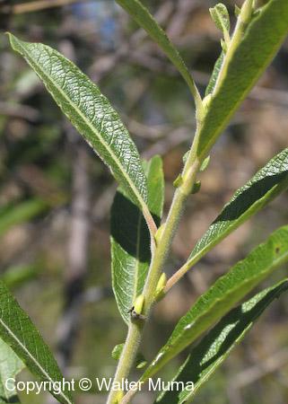 Prairie Willow (Salix humilis)