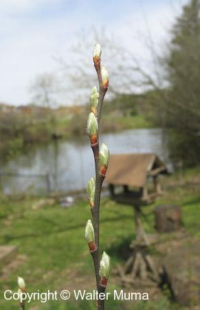 Pussy Willow (Salix discolor)