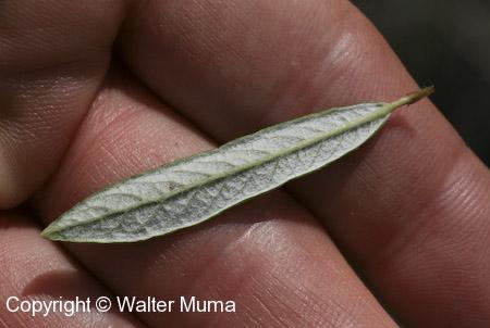 Sage-leaved Willow (Salix candida)