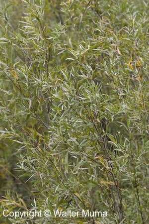 Sandbar Willow (Salix exigua)