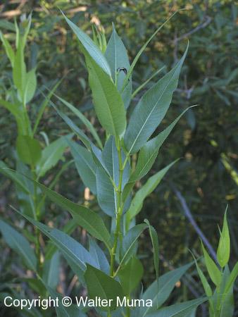Shining Willow (Salix lucida)