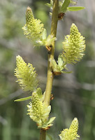 Willow, Shining (Salix lucida) flowers
