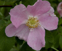 Rose, Swamp (Rosa palustris) flowers