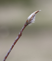 Mountain Juneberry (Amelanchier bartramiana)