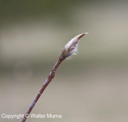 Mountain Juneberry (Amelanchier bartramiana) bud