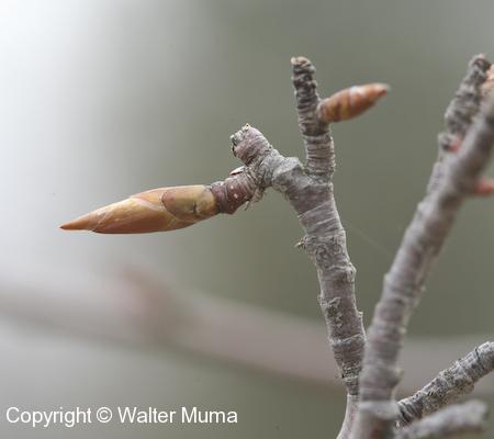 Smooth Serviceberry (Amelanchier laevis) bud