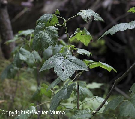 Northern Wild Black Currant (Ribes hudsonianum)