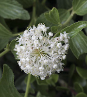 Tea, Narrow-leaved New Jersey (Ceanothus herbaceus) flowers