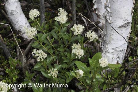 Narrow-leaved New Jersey Tea (Ceanothus herbaceus) plants