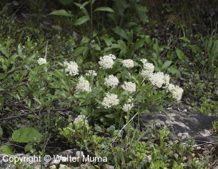 Narrow-leaved New Jersey Tea (Ceanothus herbaceus) plants and flowers
