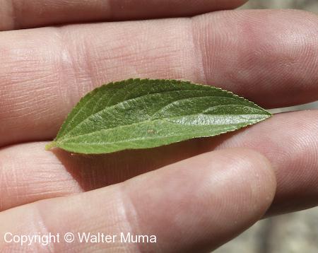 Narrow-leaved New Jersey Tea (Ceanothus herbaceus) leaf