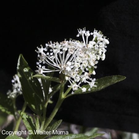 Narrow-leaved New Jersey Tea (Ceanothus herbaceus) flowers