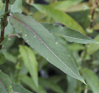 Missouri Willow (Salix eriocephala)