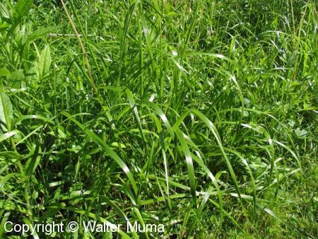 Sweetgrass (Anthoxanthum hirtum)
