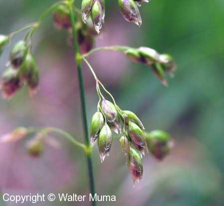 Sweetgrass (Anthoxanthum hirtum)