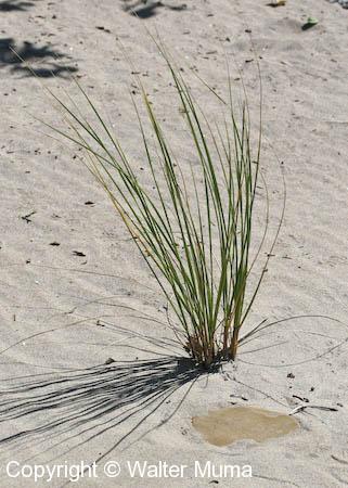 American Beach Grass (Ammophila breviligulata)