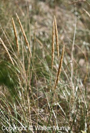 American Beach Grass (Ammophila breviligulata)