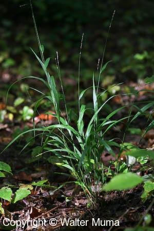 Black-seed Rice Grass (Patis racemosa)