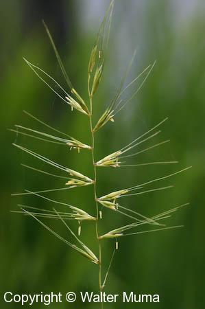 Bottle-brush Grass (Elymus hystrix)