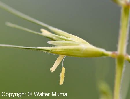 Bottle-brush Grass (Elymus hystrix)
