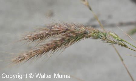 Canada Wild Rye (Elymus canadensis)