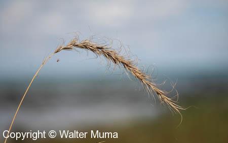 Great Lakes Wheat Grass (Elymus lanceolatus)