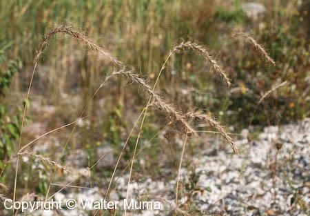Great Lakes Wheat Grass (Elymus lanceolatus)