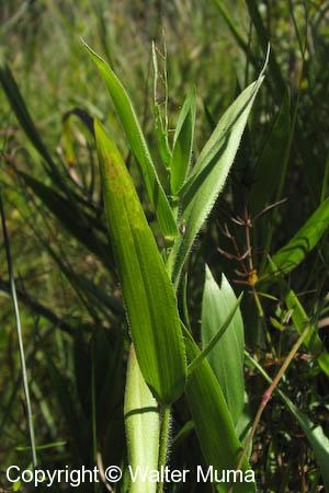 Leiberg's Panic Grass (Dichanthelium leibergii)