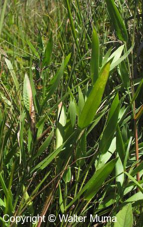 Leiberg's Panic Grass (Dichanthelium leibergii)