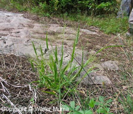 Wood Panic Grass (Panicum philadelphicum)