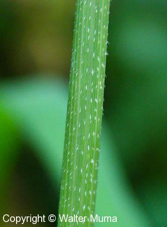 Rice Cut Grass (Leersia oryzoides)