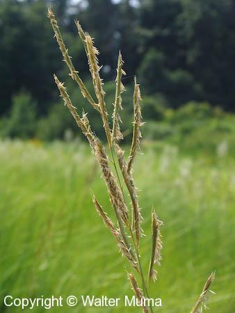 Tall Cord Grass (Spartina pectinata)