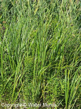 Tall Cord Grass (Spartina pectinata)