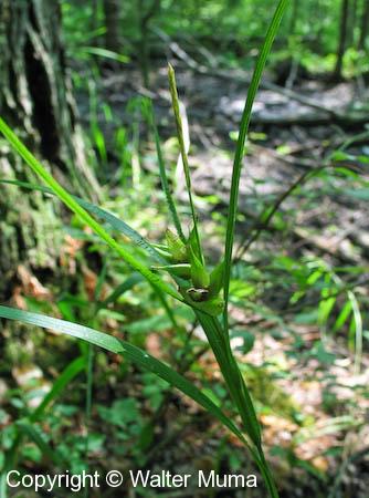 Bladder Sedge (Carex intumescens)