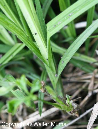 Hairy Wood Sedge (Carex hirtifolia)