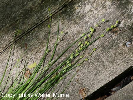 Silvery Sedge (Carex canescens)