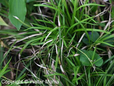 Long-stalked Sedge (Carex pedunculata)