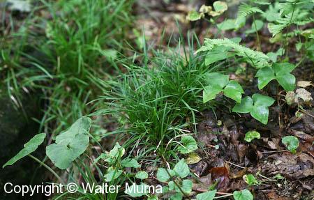 Long-stalked Sedge (Carex pedunculata)